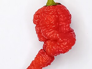 Seminţe de ardei RB003