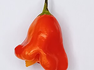 Răsad de ardei iute Aji Cereo