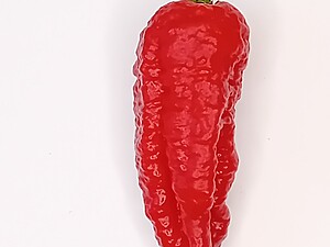 Răsad de ardei iute Space X Red