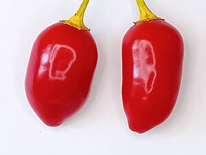 Răsad de ardei iute Brazilian Red Olive