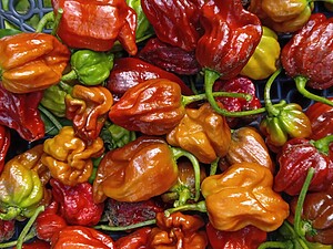 Răsad de ardei iute Chaya CS