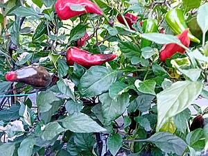 Ardei iute proaspăt Jalapeno Black