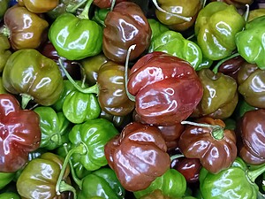 Ardei iute proaspăt Scotch Bonnet Brown