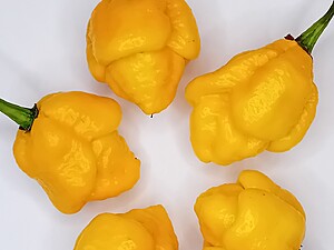 Ardei iute proaspăt  7 Pot  Yellow