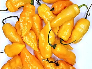 Ardei iute proaspăt Habanero Montego Bay