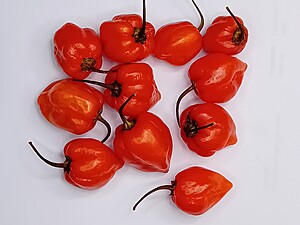 Ardei iute proaspăt Habanero Yucatan