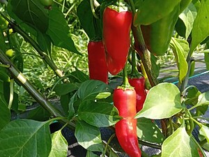 Ardei iute proaspăt Jalapeno Red M