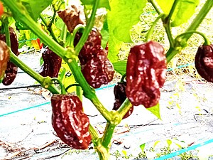 Ardei iute proaspăt 7 Pot Congo Chocolate