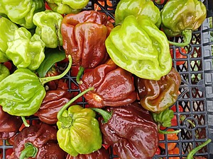 Ardei iute proaspăt Scotch Bonnet Giant Chocolate