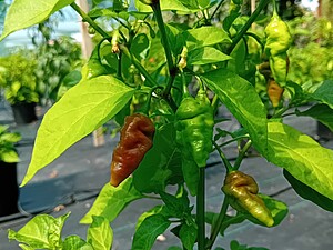 Seminţe de ardei Black Naga x Peri Peri