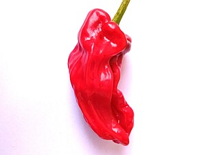 Seminţe de ardei iute Australian Broome Chilli