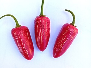 Seminţe de ardei iute Jalapeno Red M