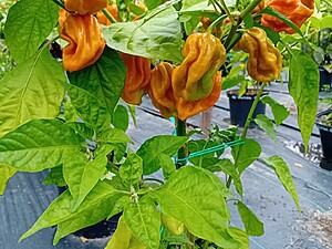 Seminţe de ardei Habanero Mustard