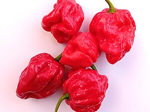 Seminţe de ardei Bhutlah Decimator