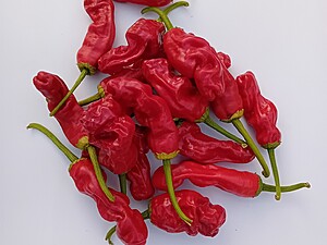 Ardei iute proaspăt Peter Pepper Mix